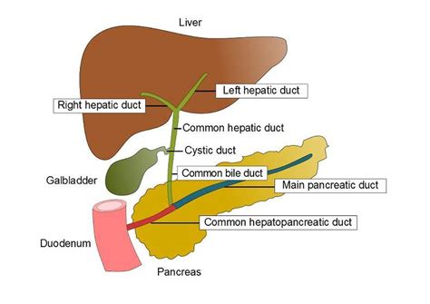 Diagram Of Liver And Pancreas What Is Pancreatic Cancer Pancreas