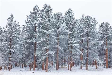 Photo Stand Of Pine Trees Winter In Chautauqua Park Boulder Colorado