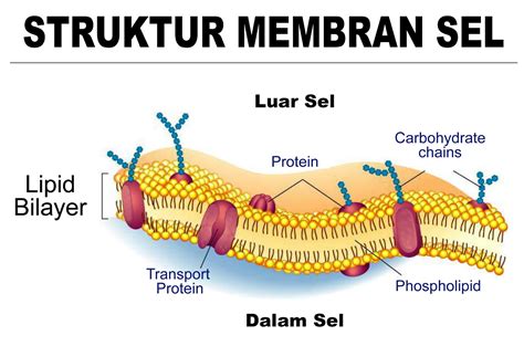 membran sel bersifat