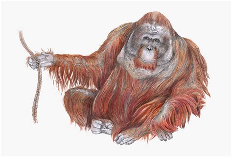 Orangutan Drawing Hd Png Download Kindpng