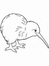 Kiwi Bird Coloring Birds Sketch Drawing Template Getdrawings Printable Templates Paintingvalley Recommended sketch template