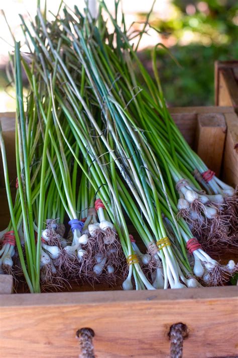 Garlic and chives are by and large the most dangerous herbs for your cat. Uncle Bill's Farm: Our First CSA