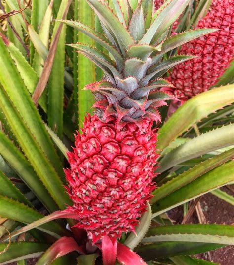 Pink Pineapples Exist And You Didnt Tell Me About It First Brain