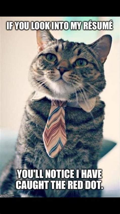 Id Hire Him Funny Animal Memes Silly Animals Funny Cats