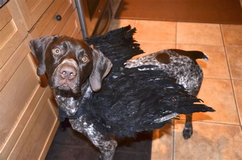 Oliver Our Gsp German Shorthaired Pointer Wearing Crow Wings At
