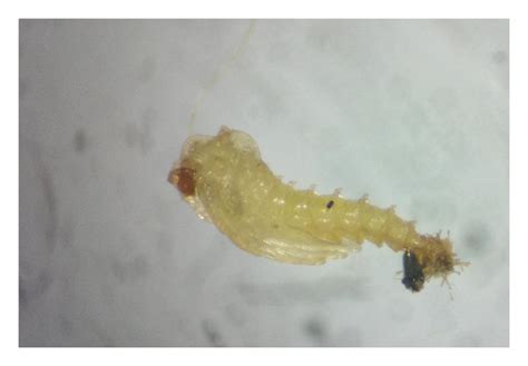 Life Stages Of Phlebotomus Argentipes A Eggs B L Larva C L Download Scientific