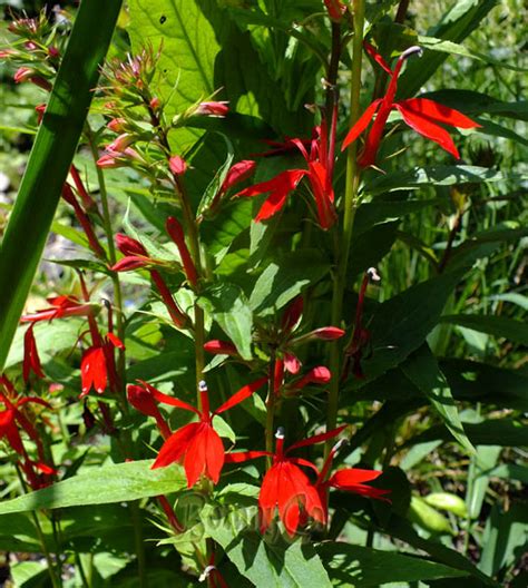 Lobelia Cardinalis Botanically Inclined Seed Adventures