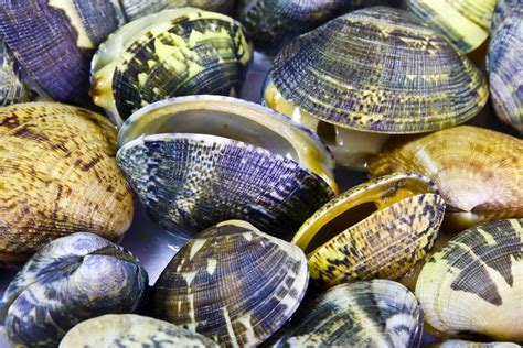 Concentric rings with radiating ridge lines. What Are Manila Clams?