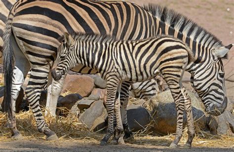 Endearing Baby Zebra Hangs With Mom Picture Cutest Baby Animals From