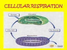 Cellular respiration includes metabolic reactions and processes that take place in the cells of organisms that produces the energy required for the functioning of the cell itself. Plant Processes Flashcards | Easy Notecards