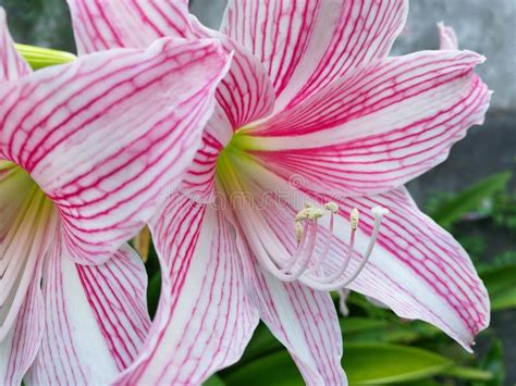 Star Lily Flower Stock Photo Image Of Marriage Lilly 105451446