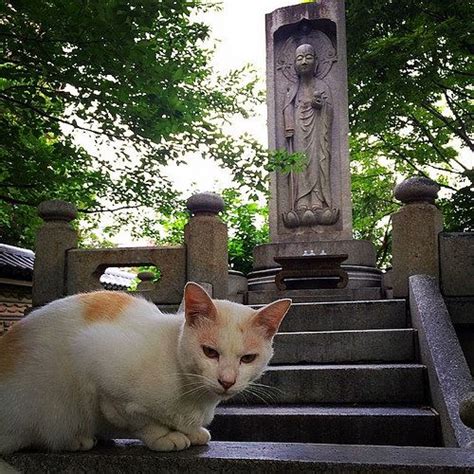 Temple Cat Hanging Around At Shokifuji Temple In Fukuoka This Was The