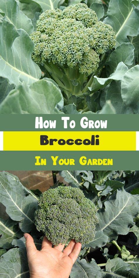 How To Grow Broccoli In Your Garden Growing Broccoli Organic