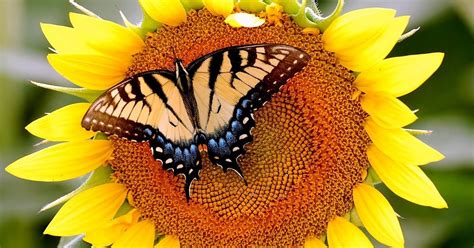 Sunflower wallpaper, sunflower, sunflowers wallpaper, sun flower, sunflower wallpapers, wallpaper sunflower, sunflower wallpaper hd, hd sunflower wallpaper. Yellow orange butterfly on sunflower | HD Animals Wallpapers