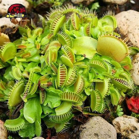 Muda De Planta Carnívora Dionaea Muscipula Típica Características Cuidados E Como Cultivar