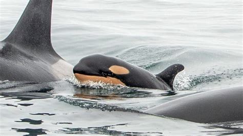 Newborn Baby Orca Spotted Swimming With J Pod Cbc News