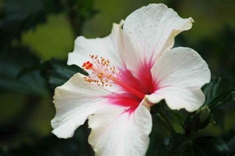 Gradually move it to a partially shaded area and then full sun. white hibiscus photo - an nguyen photos at pbase.com