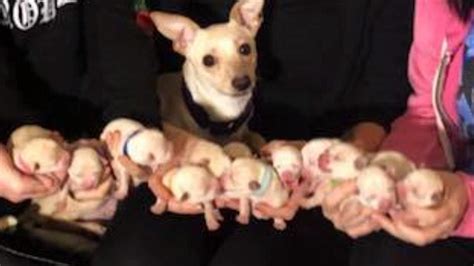 Letting a puppy outside for the first time can be frightening. Chihuahua Breaks World Record by Having 11 Puppies - YouTube