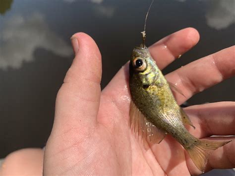 Official Smallest Fish Ive Ever Caught On Rod And Reel Rfishing