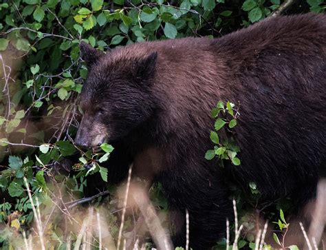 Black Bear Eating A Snack Photograph By Jennifer Ancker Fine Art America