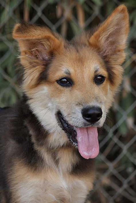 They are a good choice for first time owners who can give border collie german shepherd mix is a cross of a border collie and a german shepherd, also known as shollie. German Shepherd Border Collie Mix- Shollie One of The Smartest Breeds