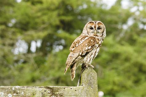 The Variety Of Deciduous Forest Animals Is Truly Mind Boggling