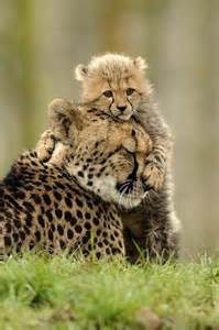 Cheetah And Baby Cute Animals Animals Animals Beautiful