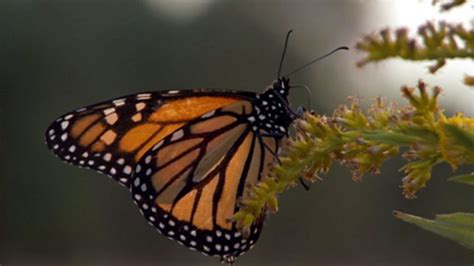 Bbc One Life Insects Monarch Migration