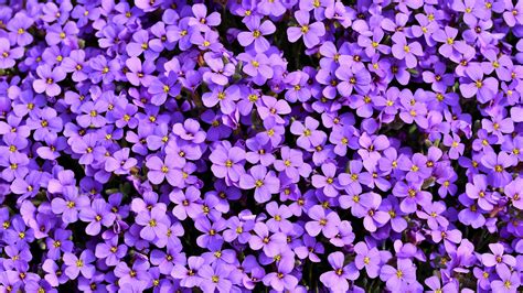 Purle Aubrieta Flowers 5k Wallpapers Hd Wallpapers Id