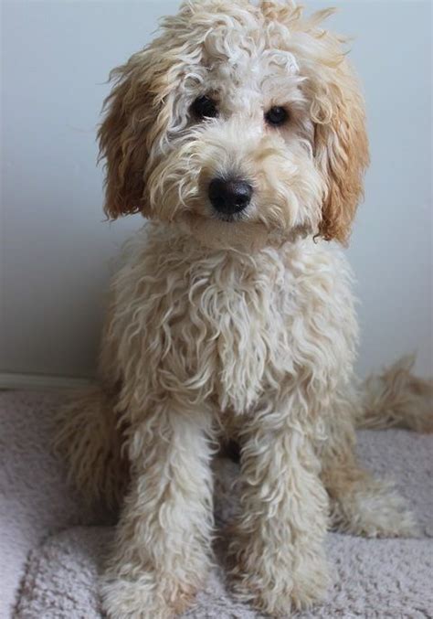 In addition, they are quite intelligent and easy to train. Australian Labradoodle -mini australian labradoodle for ...