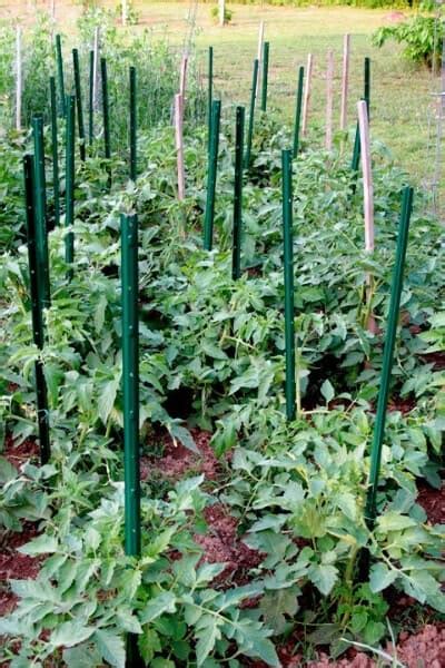 The 5 Best Ways To Stake Your Tomatoes Gardening For Beginners