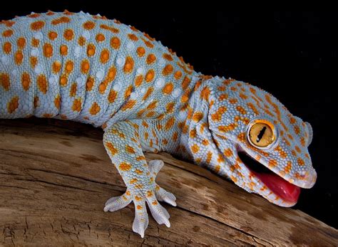10 Tipos De Geckos Meus Animais