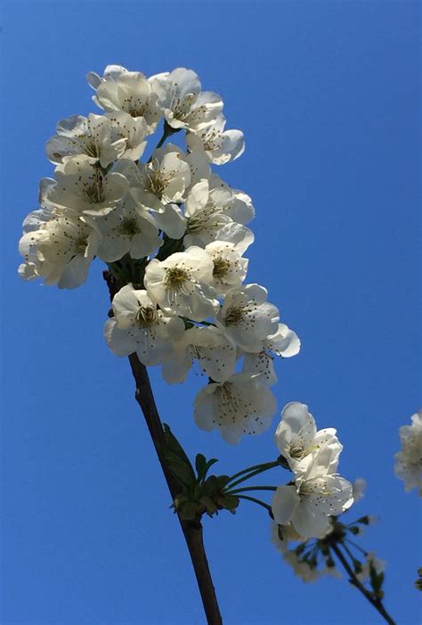I fiori di questo gruppo sono simili al narciso triandrus, generalmente con più fiori. Ciliegio | Fiori, Ciliegie