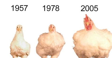 ¿por Qué Ahora Los Pollos Son Más Grandes Que Los De Hace Décadas El