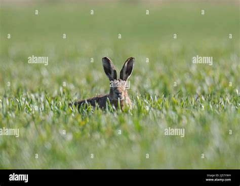 A Close Up Of A Secretive Brown Hare Sitting In The Farmers Wheat Field