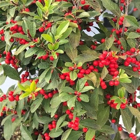 Ilex Verticillata Berry Poppins Winterberry From Saunders Brothers Inc