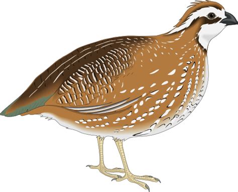 Free Quail Cliparts Download Free Quail Cliparts Png Images Free