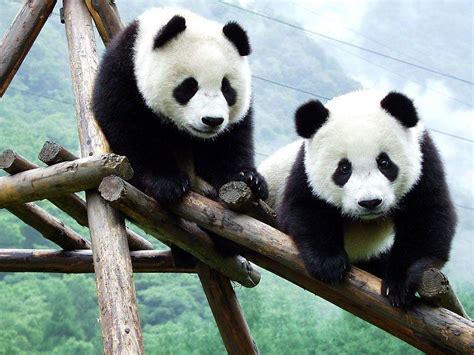 Baby Panda Wallpapers Wallpaper Cave