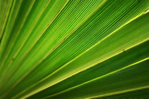 1920x1080 Wallpaper Green Palm Leaf Peakpx