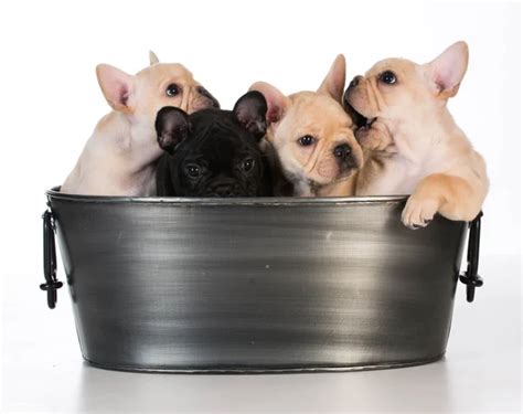Litter Of Puppies Stock Photo By ©willeecole 61119233
