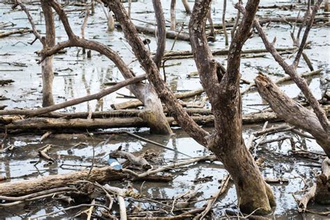 Dry Broken Tree Branches On The Swamp Stock Image Image Of Natural