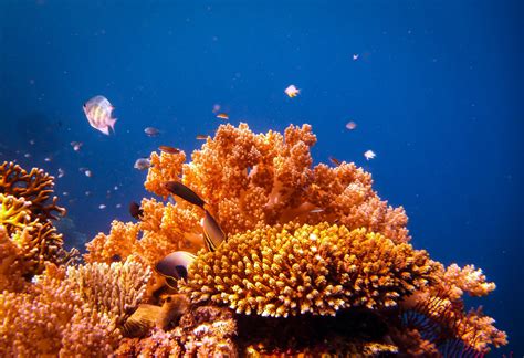 Die Buntesten Korallenriffe Der Welt