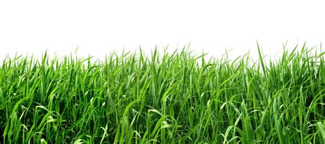Roblox Grass Background Png