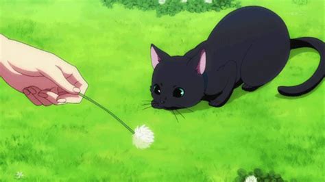 Cute Anime Cat  13  Images Download