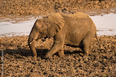 A Horizontal Photograph Of A Large Wet Elephant Walking At Sunset With