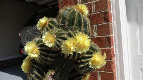 Once they are out of their natural habitat, cacti plants are vulnerable to you will be in a better position to take care of your plant if you know the specific species you own since there are significant variations in light and water requirements between different species. Propogating a cactus | Hometalk