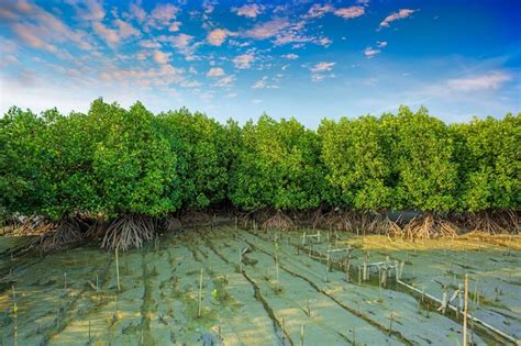 Premium Photo Red Mangrove Forest And Shallow Waters In A Tropical