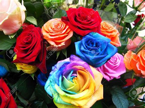 Violetas Rosa Arco Iris Rainbow Roses