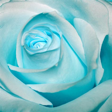 Ice Blue Rose Photograph by Pixie Copley