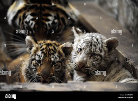 Twin Tigers Reach Their Century Twin Bengal Tiger Cubs Have Reached A